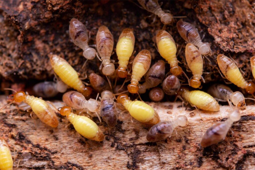 ermite Inspection and Termite Treatment in Lakeland